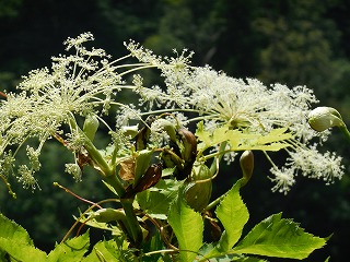 植物１